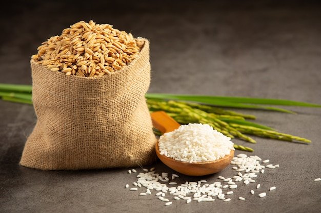 A sack of rice seed with white rice on small wooden spoon and rice plant