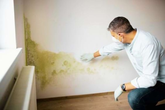 Mengidentifikasi Penyebab Jamur di Tembok