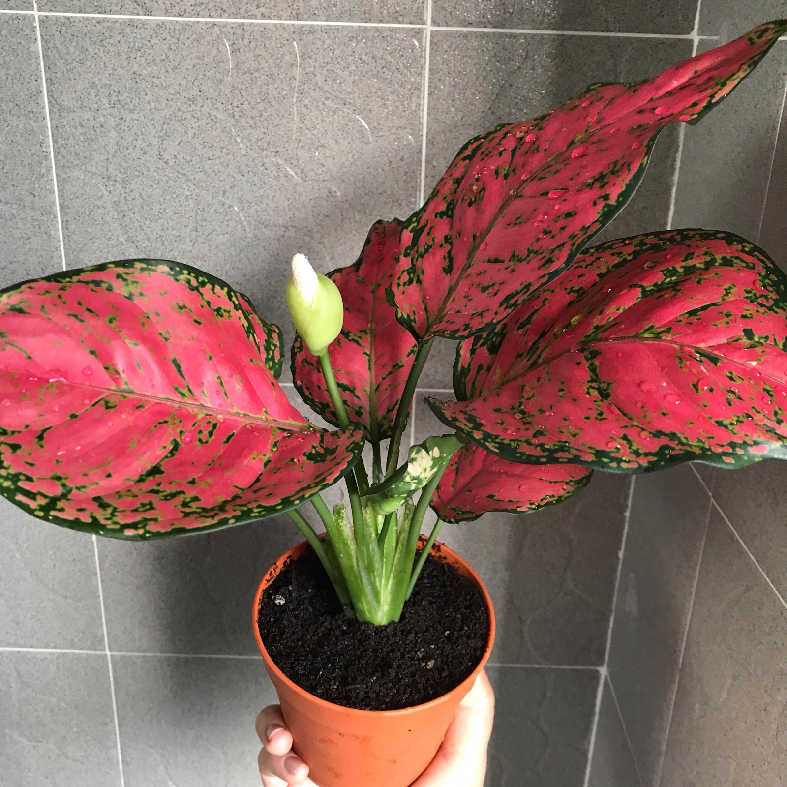 Aglaonema