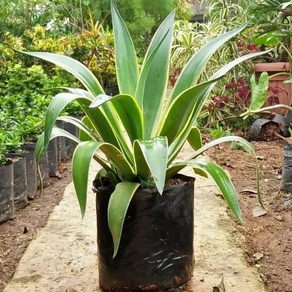 Tanaman hias depan rumah : agave