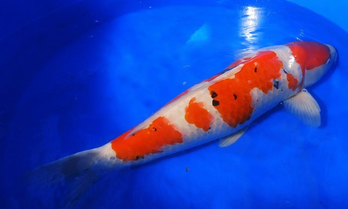 Jenis ikan koi