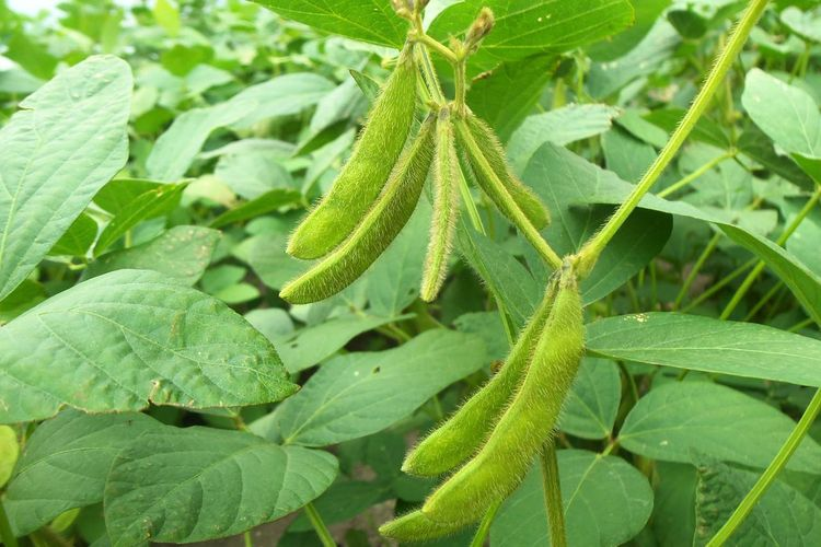 kacang tanah