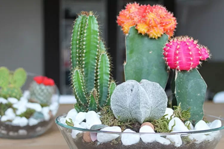 tanaman hias tahan panas kaktus