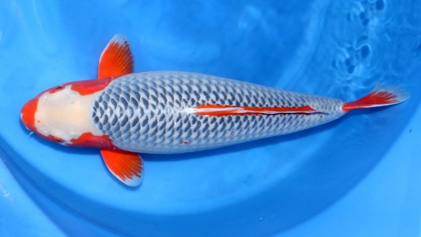 jenis ikan koi