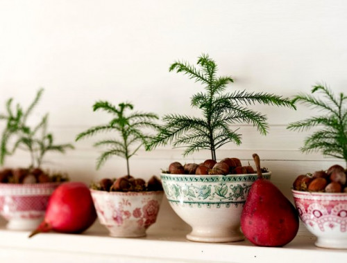 tanaman hias tahan panas Cemara norfolk