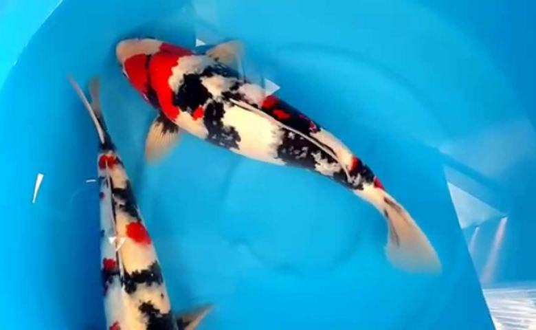 jenis ikan koi dan harganya