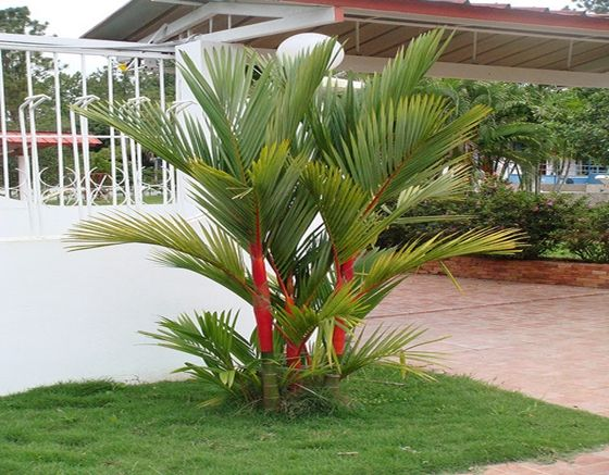 Tanaman hias depan rumah : palem