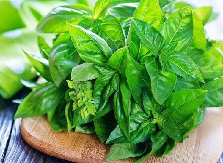Tanaman Toga Daun Kemangi