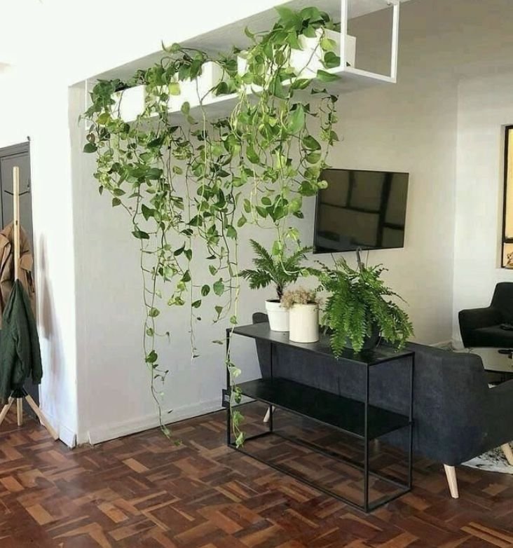 Taman dalam rumah dengan tanaman gantung