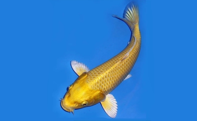 jenis ikan koi dan harganya