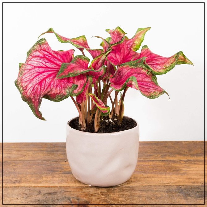 Tanaman hias depan rumah : caladium