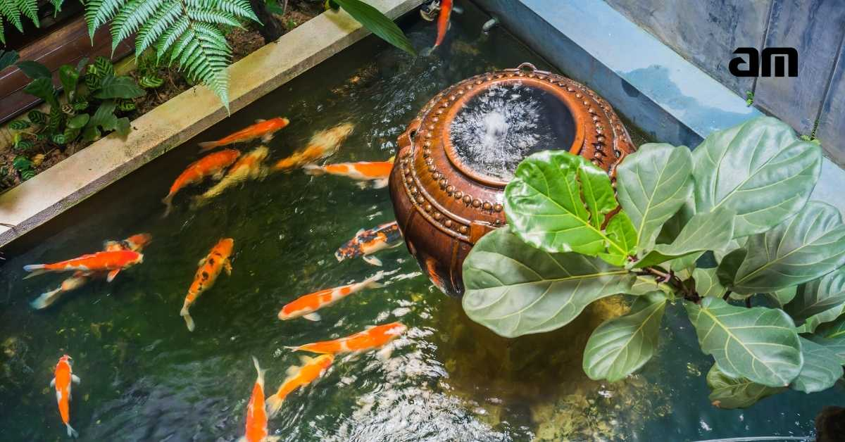 cara membuat kolam ikan dan tambahkan ikan