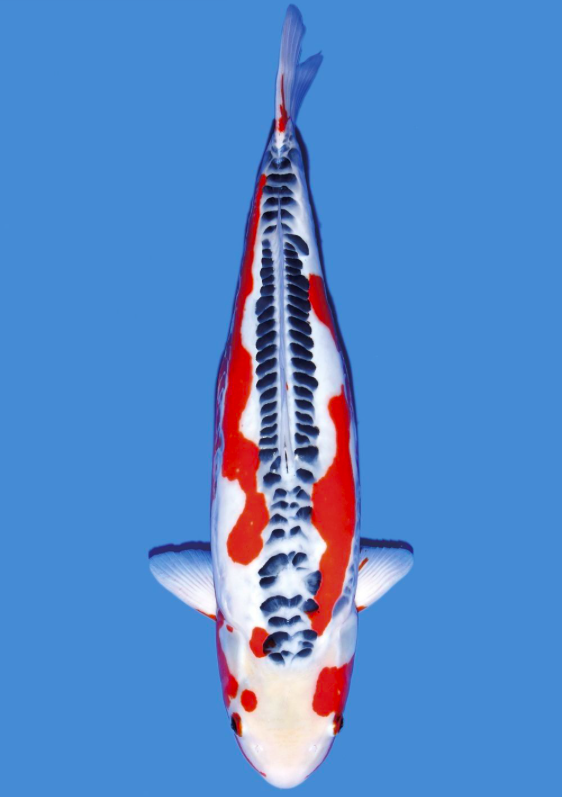 jenis ikan koi dan harganya