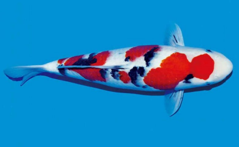 jenis ikan koi dan harganya