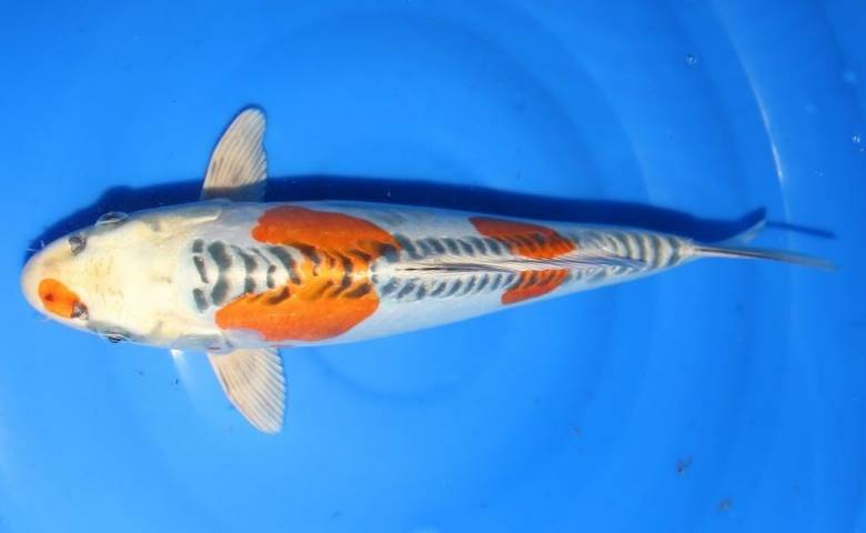 jenis ikan koi dan harganya