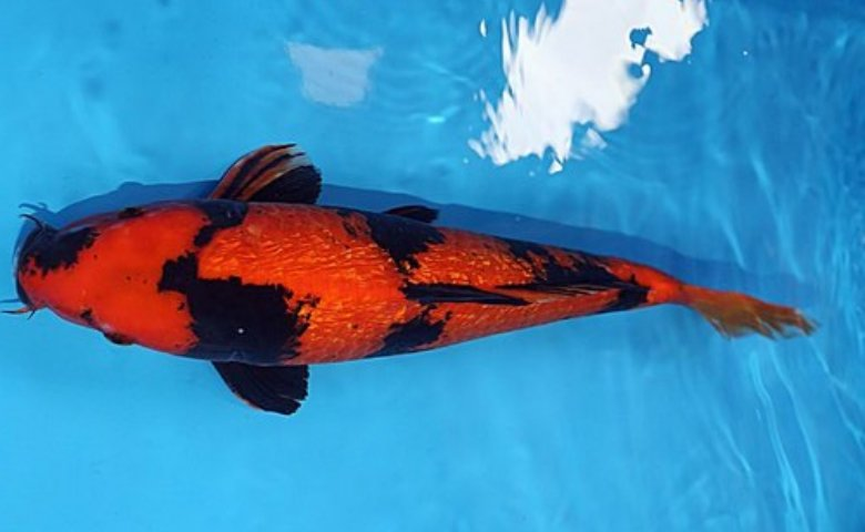 jenis ikan koi dan harganya