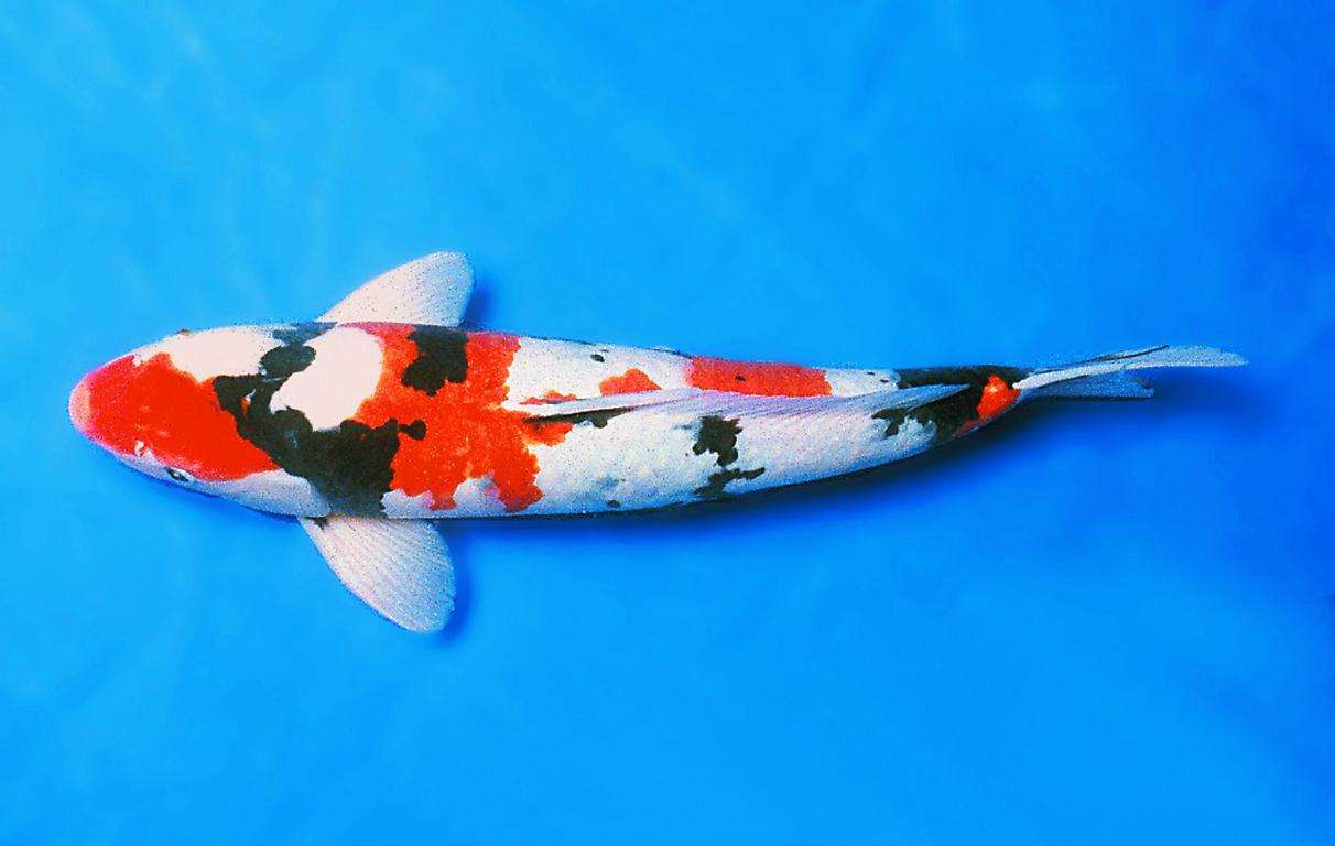 jenis ikan koi