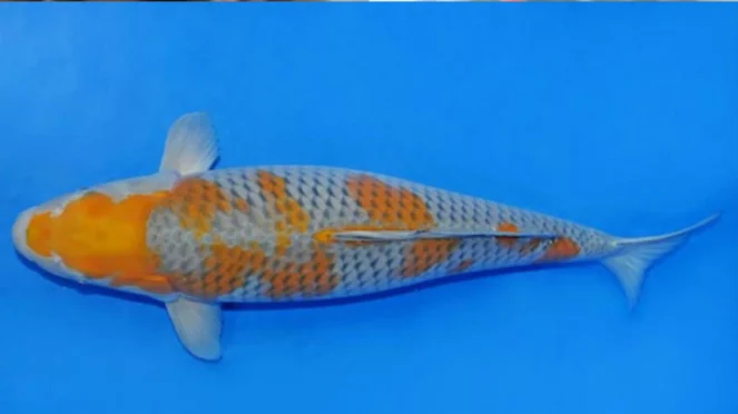 jenis ikan koi