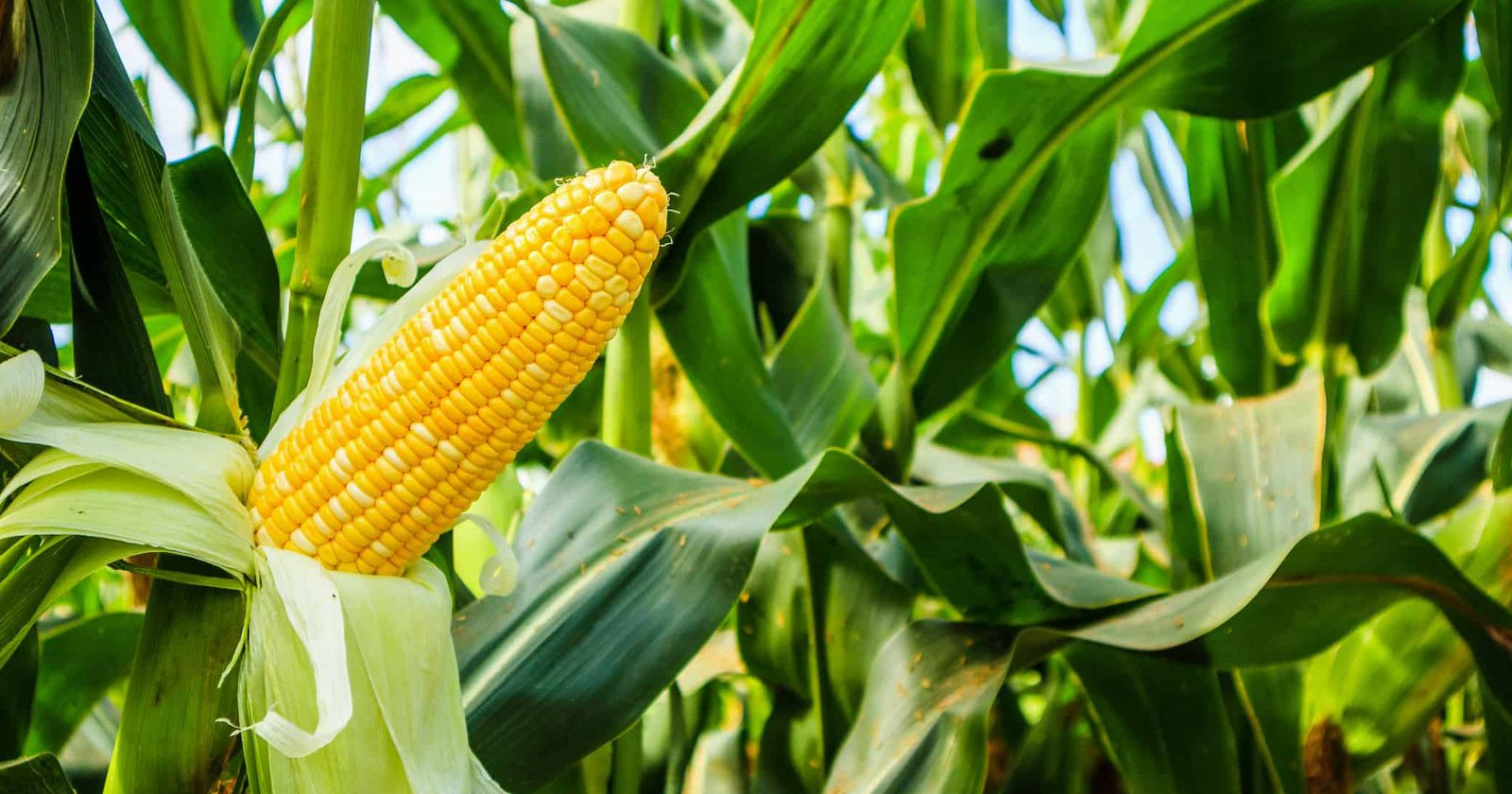 jagung