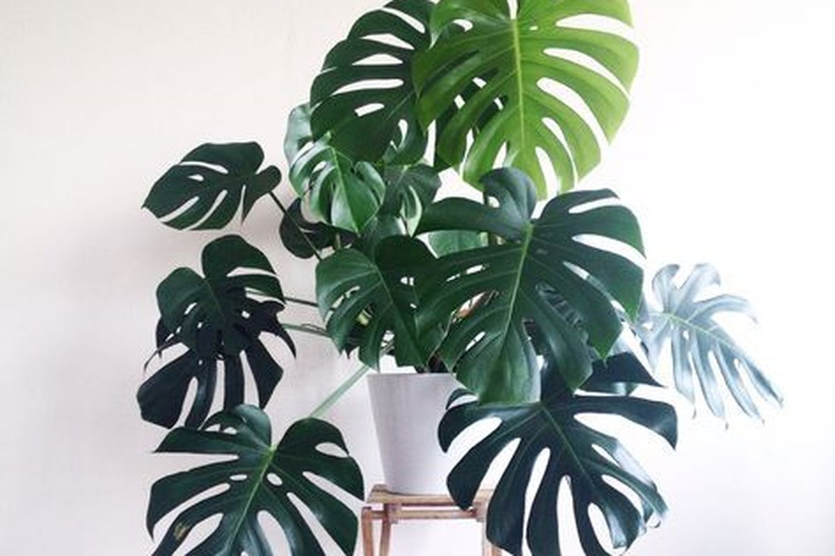 Tanaman hias depan rumah : monstera