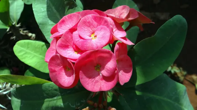 tanaman hias tahan panas Euphorbia