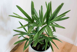 Lady Palm (Rhapis Excelsa)