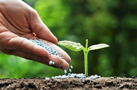 Memberikan nutrisi esensial bagi tanaman
