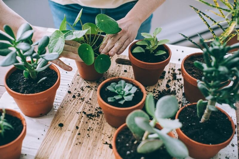 Rutin mengganti pot tanaman