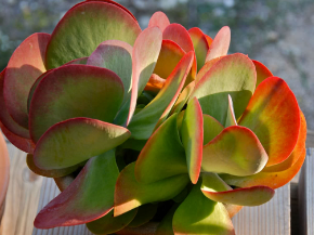 Paddle Plant (Kalanchoe Luciae)