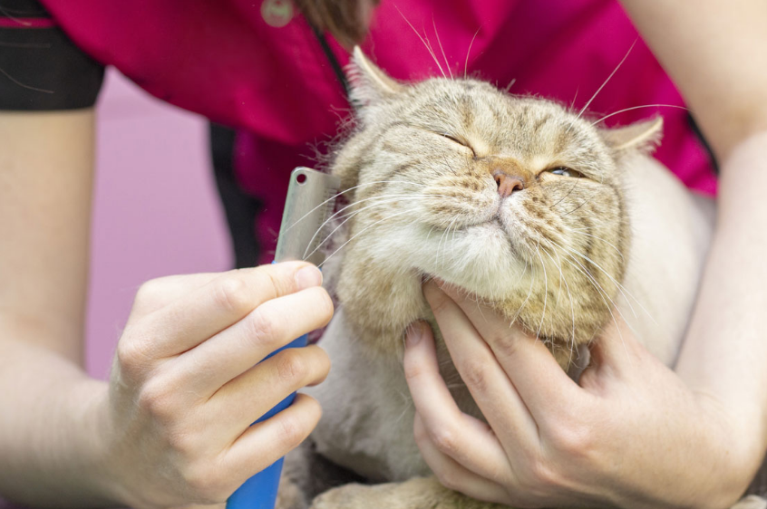Tujuan Utama Grooming Kucing