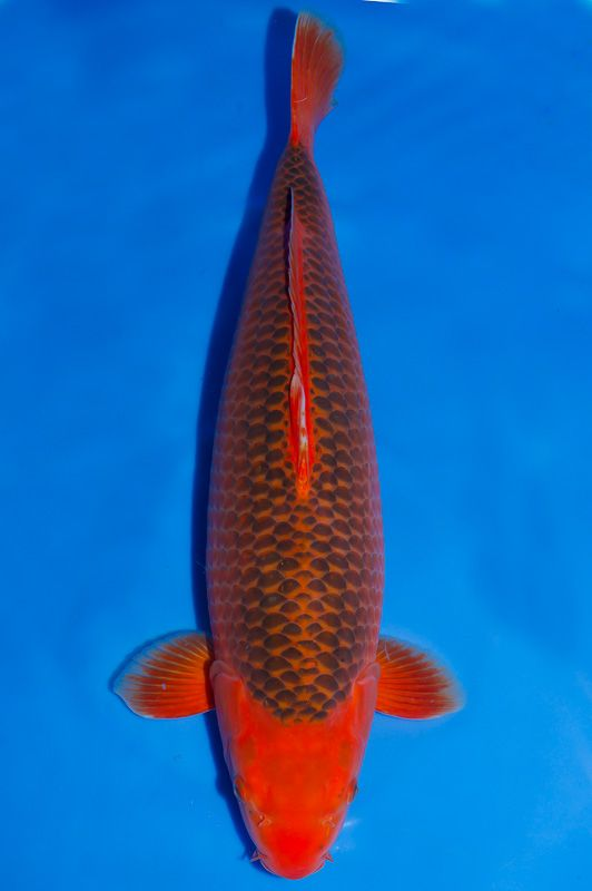 jenis ikan koi dan harganya