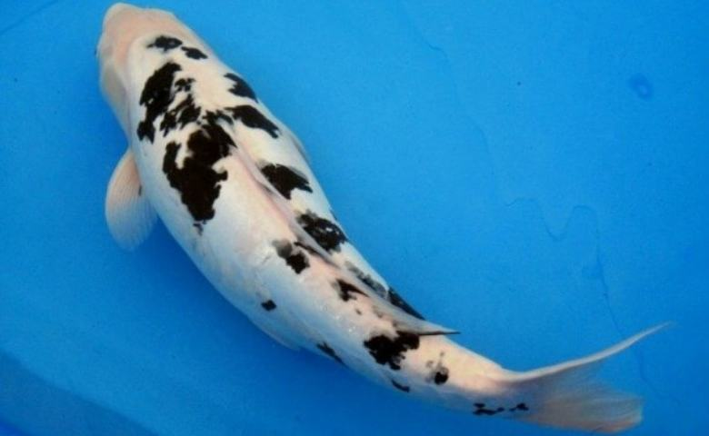 jenis ikan koi dan harganya