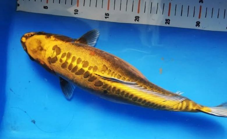 jenis ikan koi dan harganya