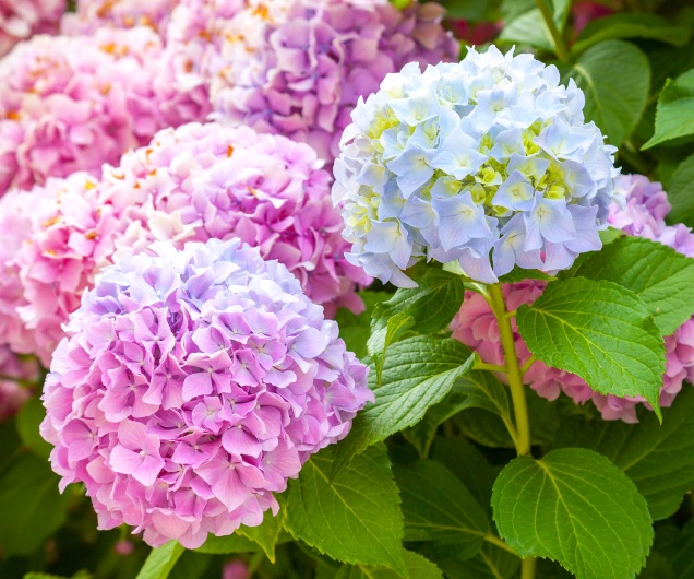 Tanaman hias depan rumah : hydrangea