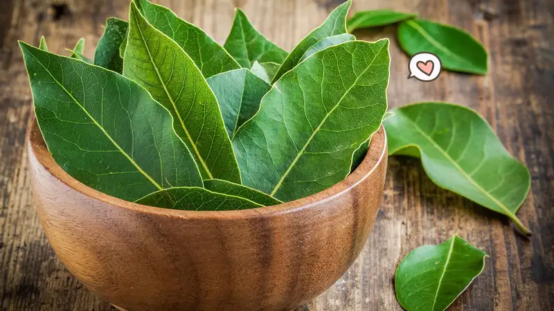 Daun Salam: Pengobatan Diare dan Kencing Manis