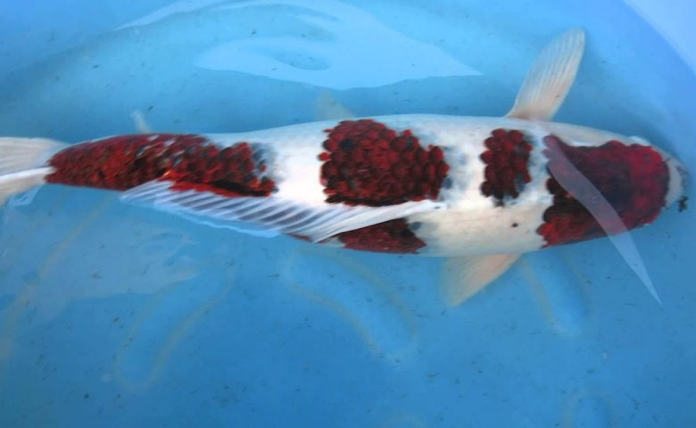 jenis ikan koi dan harganya