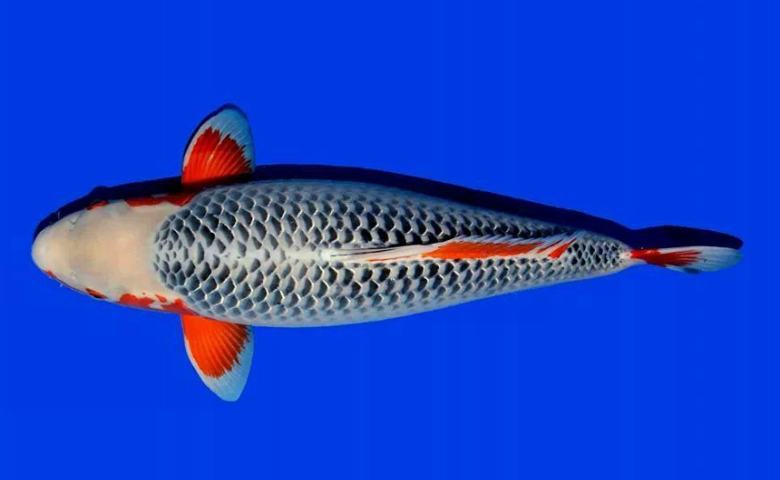 jenis ikan koi dan harganya