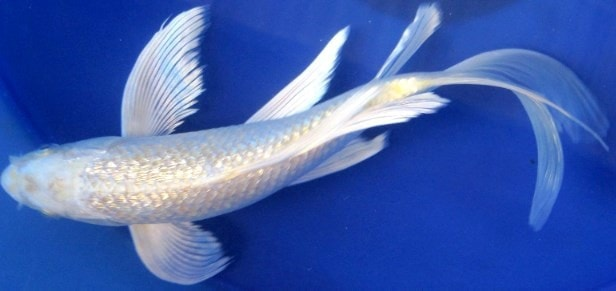 jenis ikan koi dan harganya