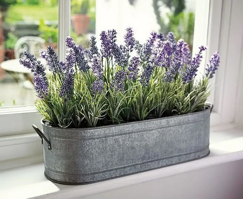 tanaman hias tahan panas Lavender