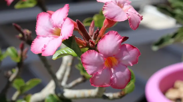 tanaman hias tahan panas Kamboja jepang