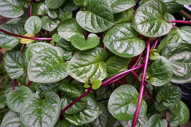 Daun Binahong: Mempercepat Penyembuhan Luka