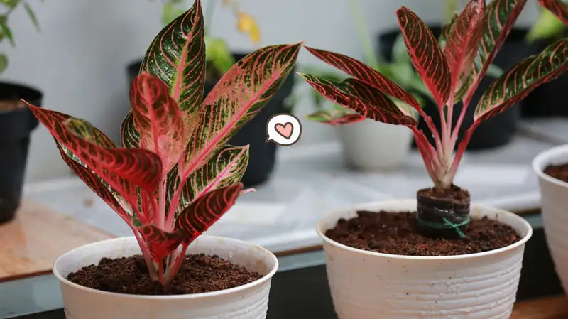 tanaman hias tahan panas aglaonema