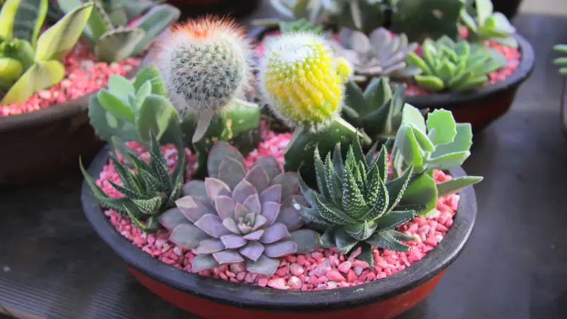 tanaman hias tahan panas sukulen
