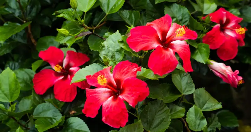 tanaman hias tahan panas kembang sepatu