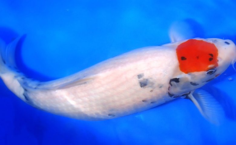 jenis ikan koi dan harganya