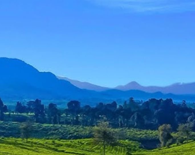 Kebun Teh Malabar